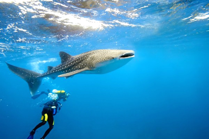 娱乐活动(马尔代夫)介绍,迪古法鲁岛 Dhigufaru Island Resort,儿童乐园&结婚照&浮潜&健身房